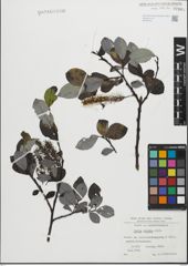 Foto von Salix glabra Scop.